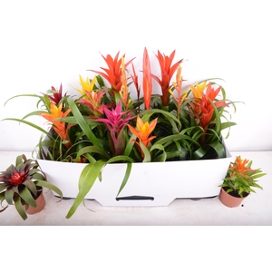 BROMELIA GEM 15 SRT