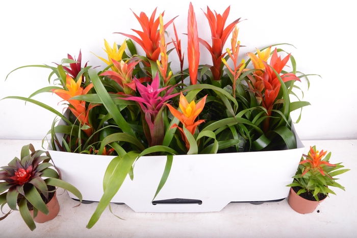<h4>BROMELIA GEM 15 SRT</h4>