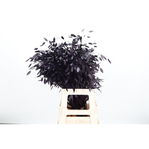 Chasmantium Kl Bh Aubergine