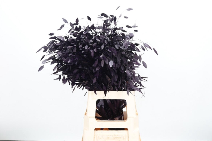 <h4>Chasmantium Kl Bh Aubergine</h4>