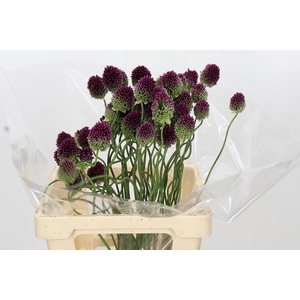 Allium Dancing Tancho