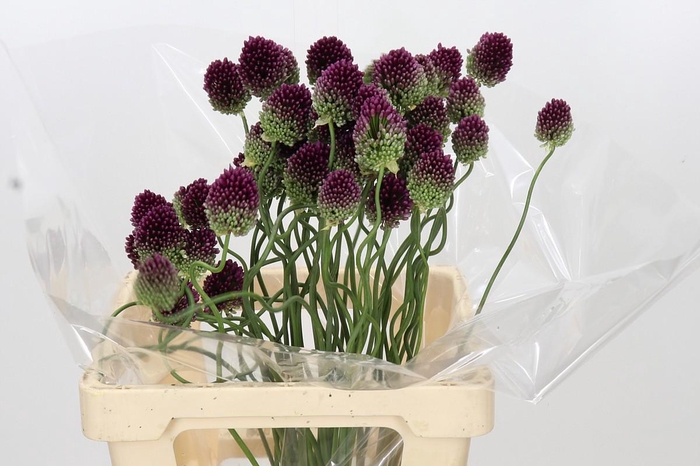 <h4>Allium Dancing Tancho</h4>