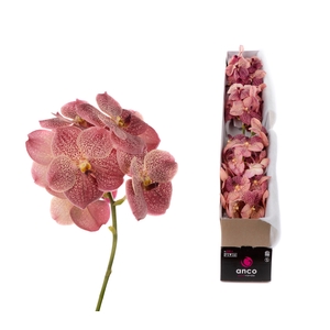 Vanda Leopard Coral