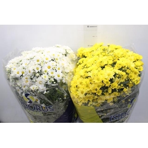 CRISANTEMO BOLA BELGA P20