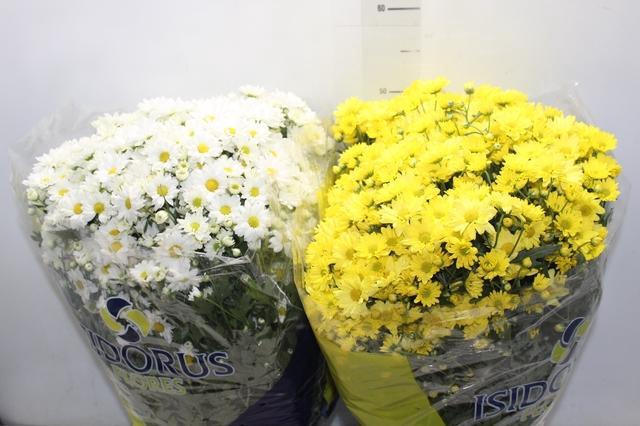 <h4>CRISANTEMO BOLA BELGA P20</h4>