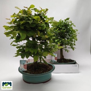 BONSAI GEM