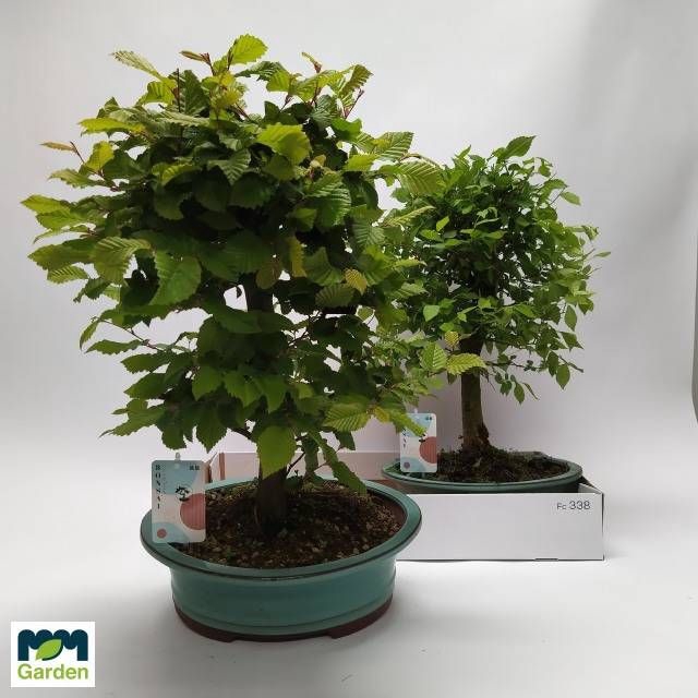 <h4>BONSAI GEM</h4>
