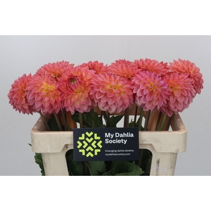 Dahlia Santa Lucia