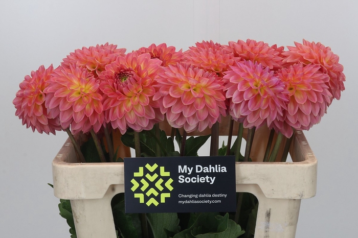 <h4>Dahlia Santa Lucia</h4>