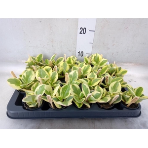 Peperomia obt. 'Obtipan Bicolor'