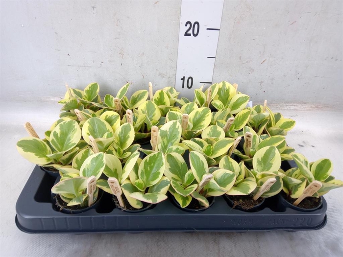 <h4>Peperomia obt. 'Obtipan Bicolor'</h4>
