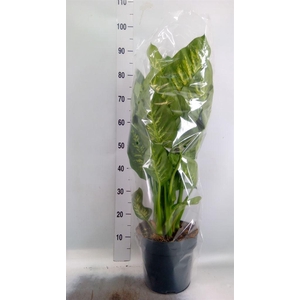 Dieffenbachia seg. 'Reeva'