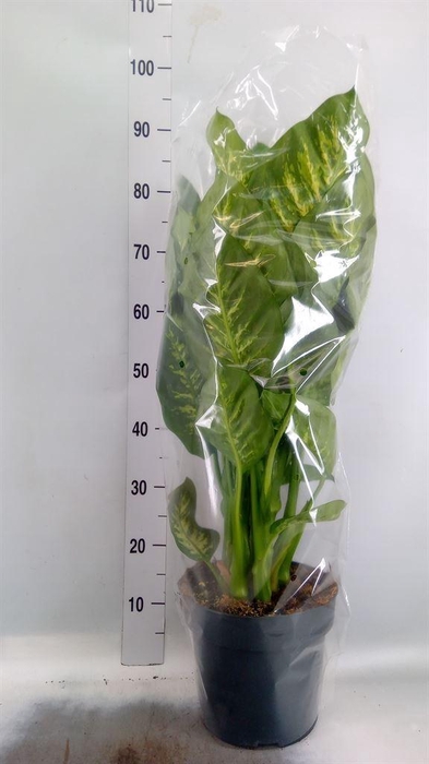 <h4>Dieffenbachia seg. 'Reeva'</h4>