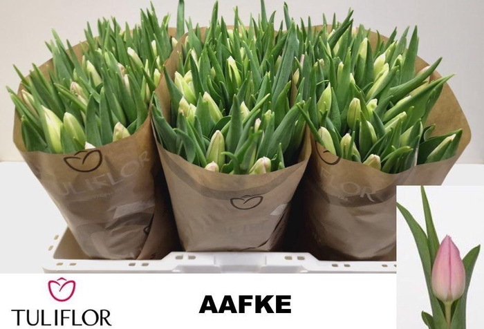 <h4>TU EN AAFKE</h4>