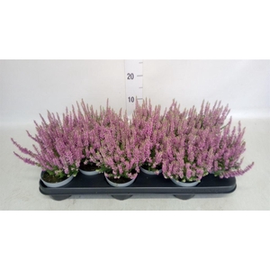 Calluna vulg. 'Beauty L Renate'