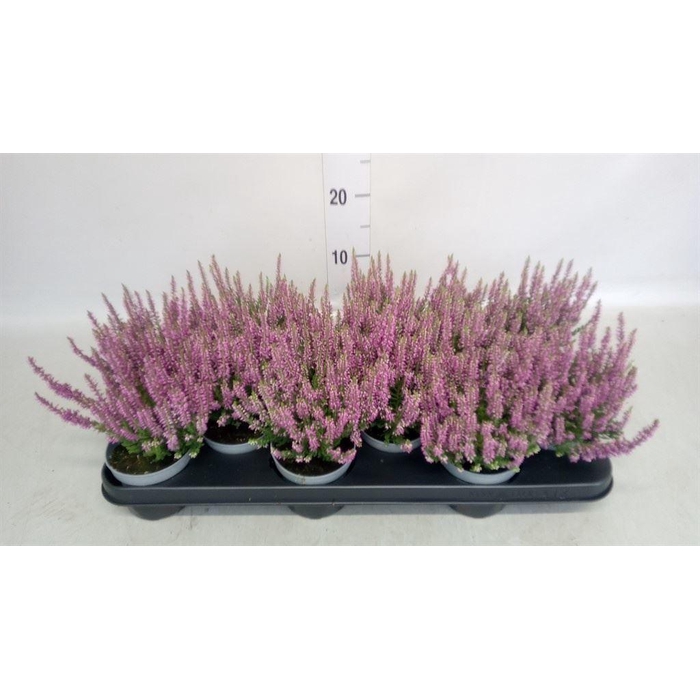 <h4>Calluna vulg. 'Beauty L Renate'</h4>