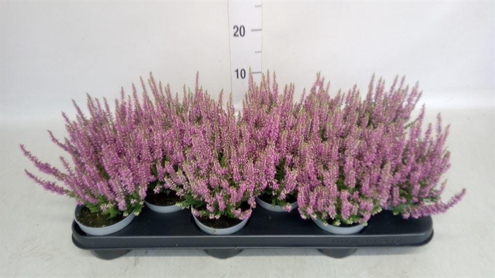 Calluna vulg. 'Beauty L Renate'
