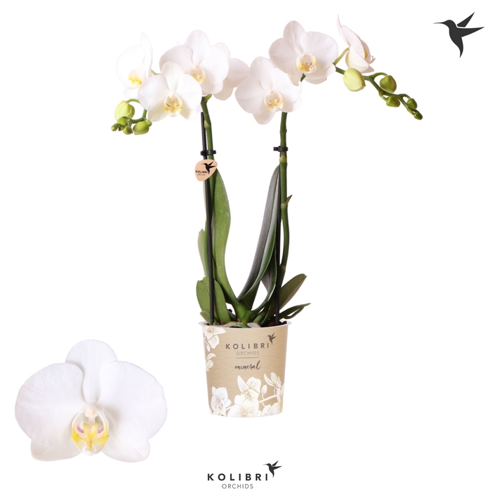 <h4>Phalaenopsis multi.   ...white</h4>