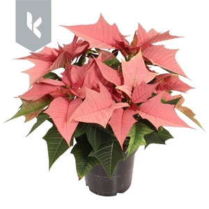 Poinsettia Kayla