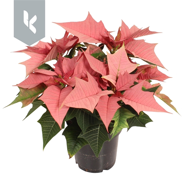 <h4>Poinsettia Kayla</h4>