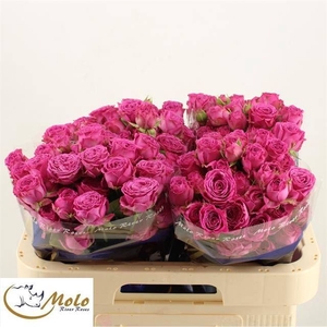 R TR CLAS SENSATION@