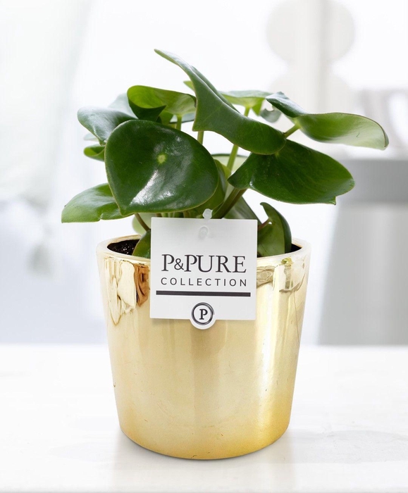 <h4>Peperomia Raindrop in P&PURE Laryssa ceramics shiny gold</h4>