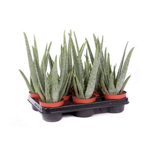 Aloe vera 10,5 cm