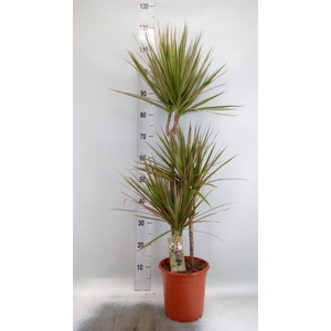 Dracaena marg. 'Bicolor'