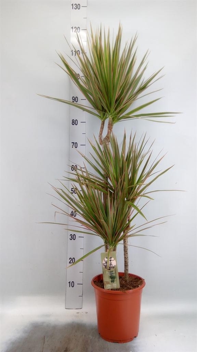 <h4>Dracaena marg. 'Bicolor'</h4>
