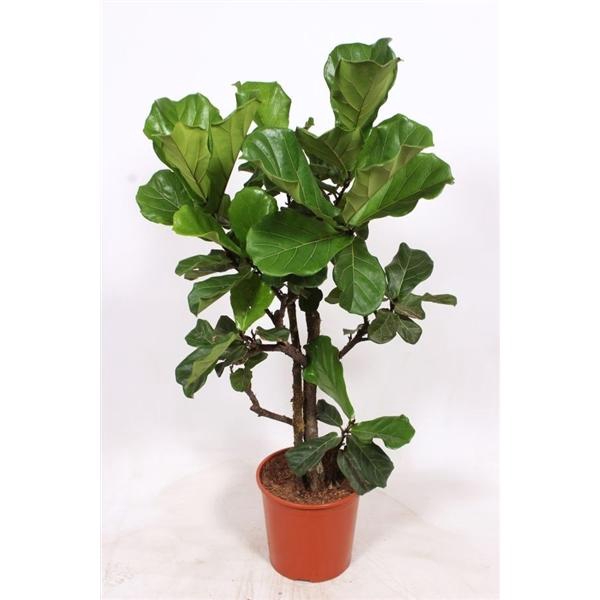 <h4>Ficus lyrata</h4>