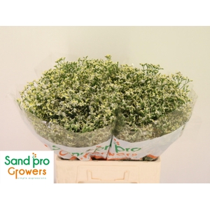 LIM SIN SEN P COLADA