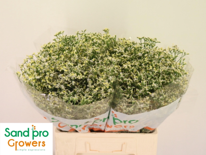 <h4>LIM SIN SEN P COLADA</h4>