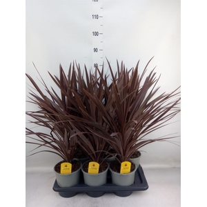 Cordyline austr. 'Red Star'