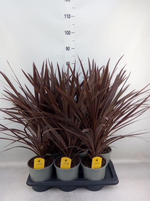 <h4>Cordyline austr. 'Red Star'</h4>