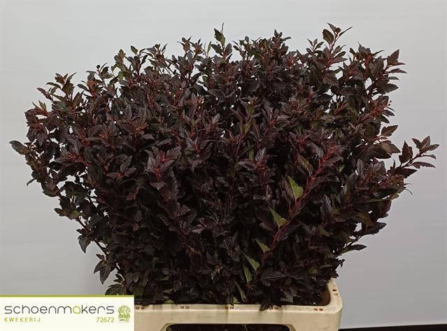 <h4>PHYSOCAR OP M SW CHE</h4>