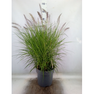 Pennisetum orientale