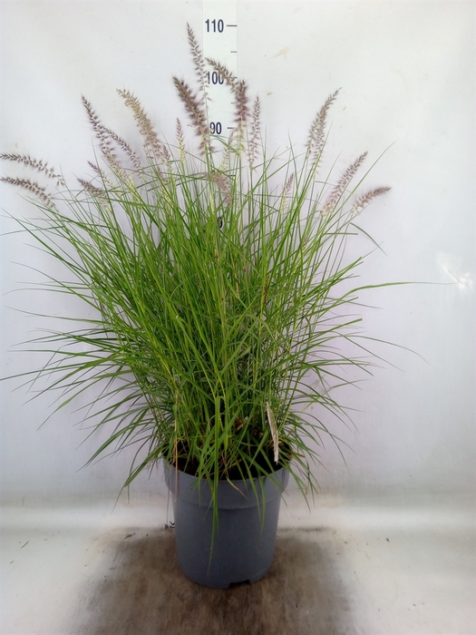 <h4>Pennisetum orientale</h4>