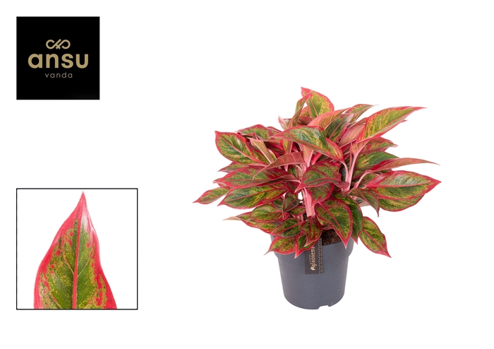 <h4>Aglaonema Jungle Lava</h4>