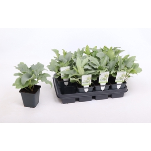 Helleborus argutifolius 'Silver Lace' 9 cm