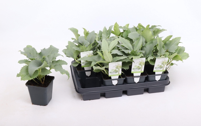 <h4>Helleborus argutifolius 'Silver Lace' 9 cm</h4>