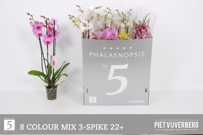 <h4>PHAL GEM 8 KL</h4>
