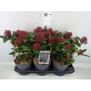 Skimmia jap. 'Red Dwarf'