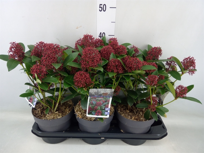 <h4>Skimmia jap. 'Red Dwarf'</h4>