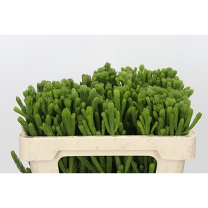 KAAPS GROEN ALBIGREEN