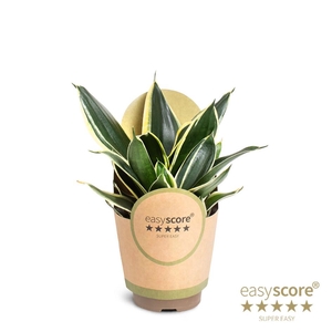 SANSEVIERIA TRIFASCIATA