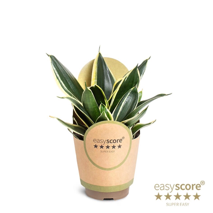 <h4>SANSEVIERIA TRIFASCIATA P11 PAGODI</h4>