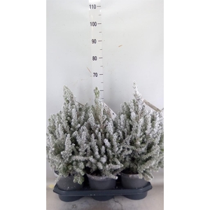 Picea glauca 'December'