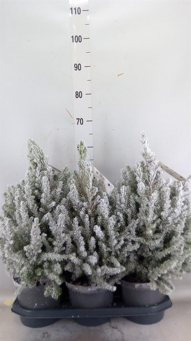 <h4>Picea glauca 'December'</h4>