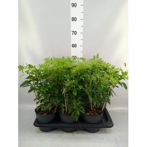 Choisya ternata