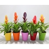 Vriesea Gemengd keramiek Sensation Coco mix (Met Hoes)